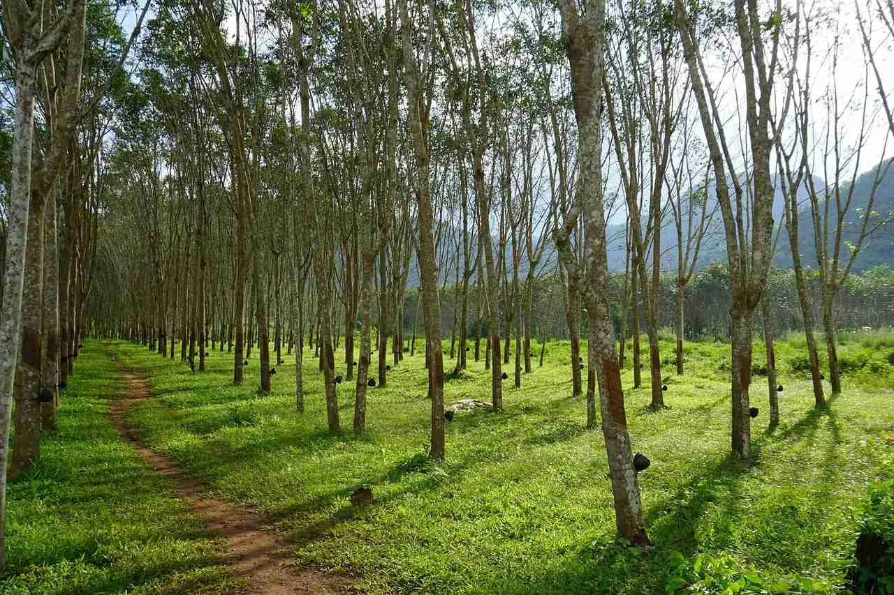 Alberi di caucciù