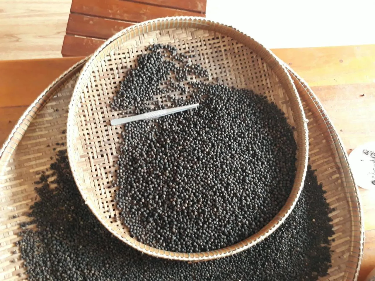 La selezione delle bacche di pepe nero di Kampot Le bacche di pepe nero di Kampot selezionate nei cesti di bambù, Cambogia