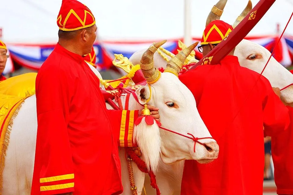 I buoi reali bianchi bardati a festa con attendenti in costume rosso durante la cerimonia reale dell'aratura