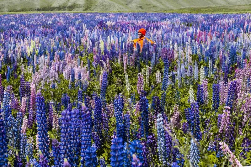 Fiori viola nella campagna cambogiana in autunno