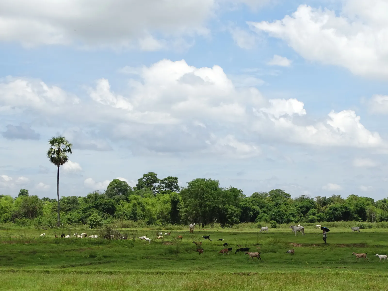 Paesaggio rurale con campi verdi e mandrie sull'isola di Koh Pen davanti a Kampong Cham, in Cambogia