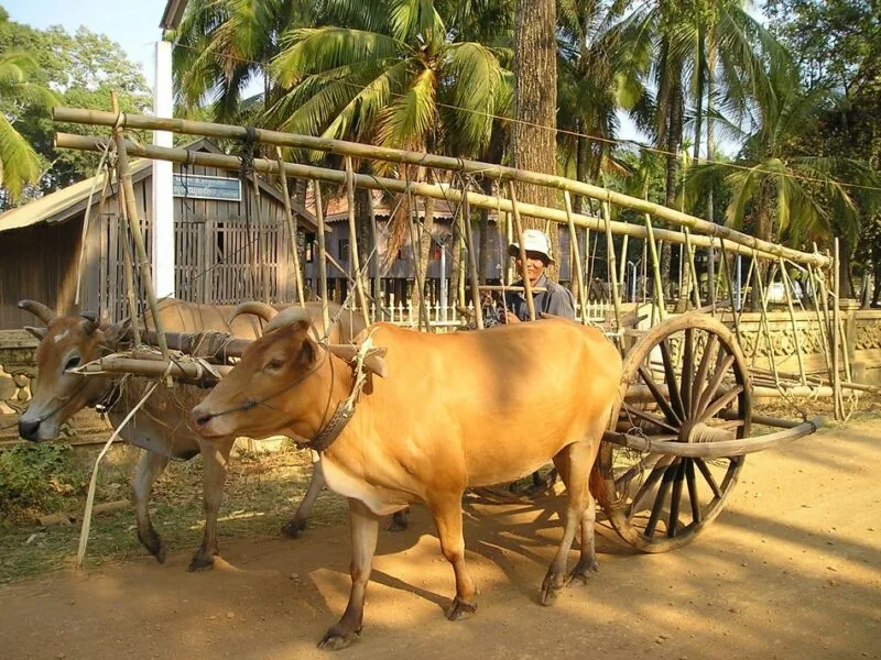 carro trainato da buoi
