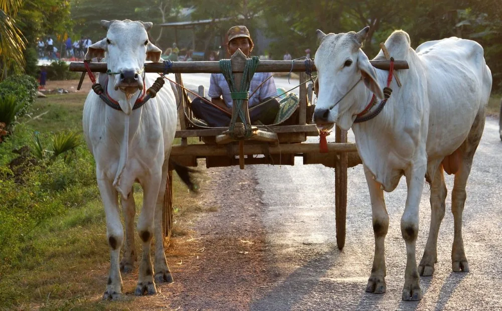 vacanze in cambogia: il nord-est, territori di natura primordiale carro trainato da buoi