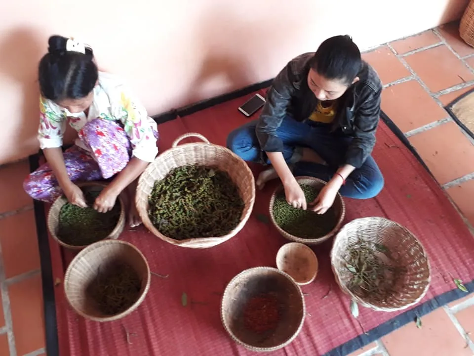 Kampot pepe due donne al lavoro per la produzione del pepe di Kampot