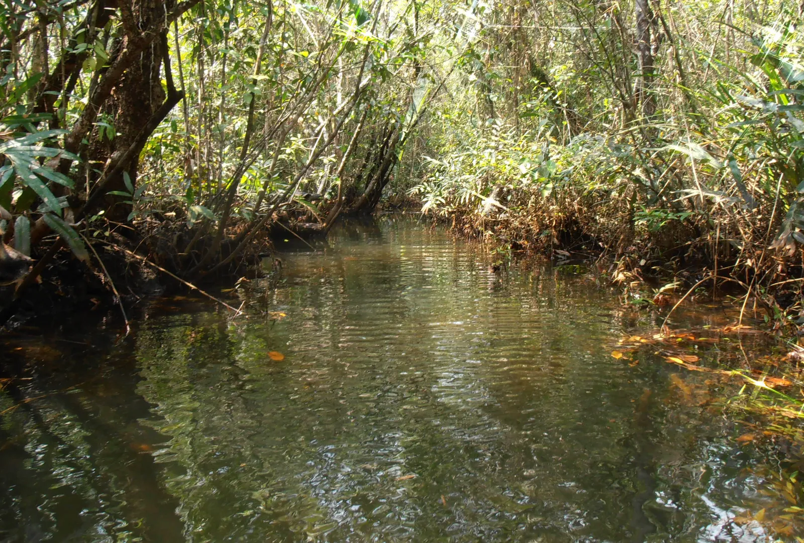Le mangrovie della costa di Koh Kong Foresta di mangrovie sulla costa della provincia di Koh Kong, di fronte all'arcipelago di Koh Sdach in Cambogia