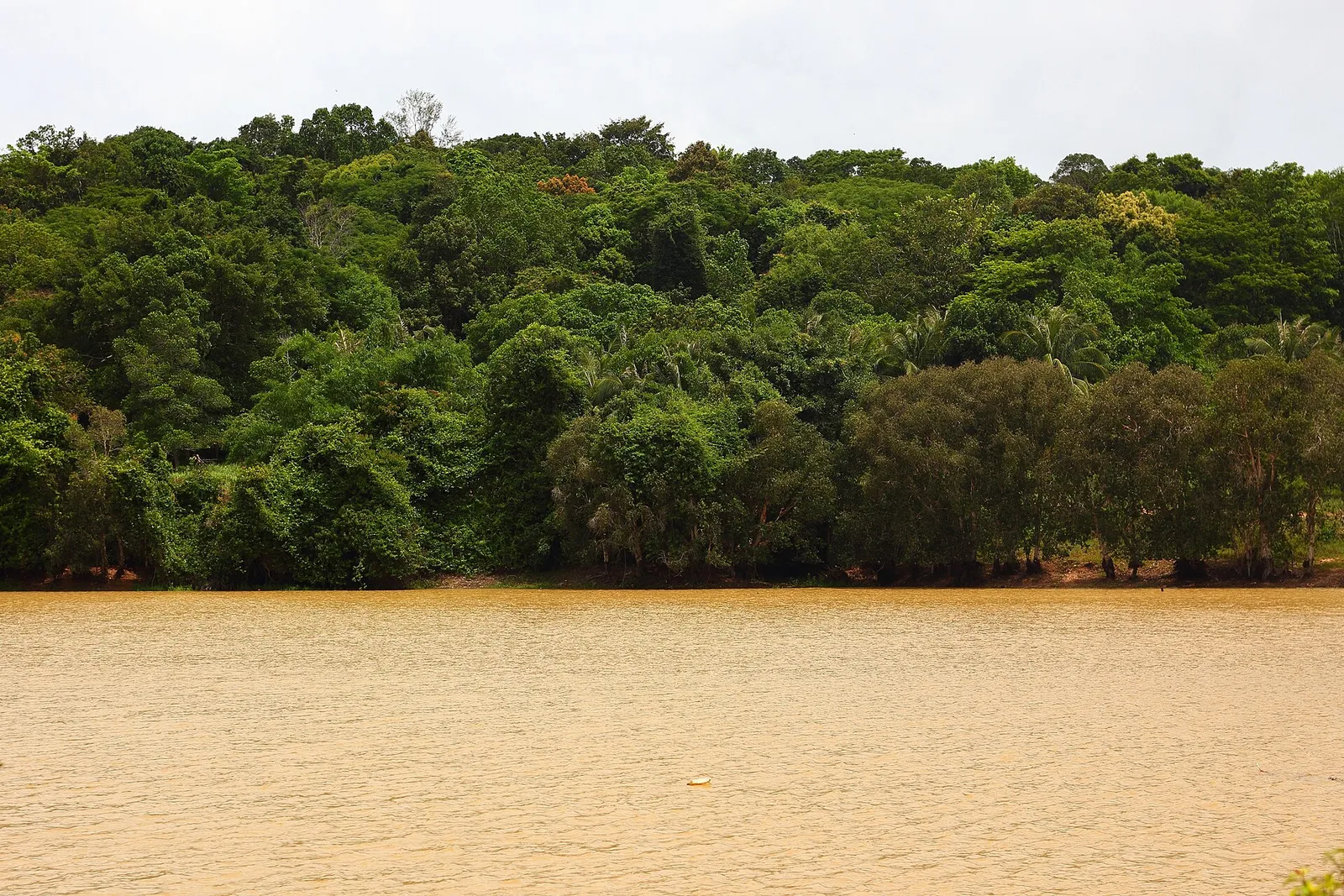La giungla lungo il fiume La foresta pluviale che si affaccia sul fiume nei Monti Cardamomi, in Cambogia