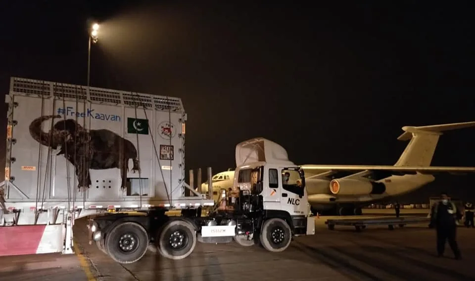 Il container nel quale l'elefante Kavaan è stato trasportato in volo dal Pakistan alla Cambogia Il container nel quale l'elefante Kavaan è stato trasportato in volo dal Pakistan alla Cambogia