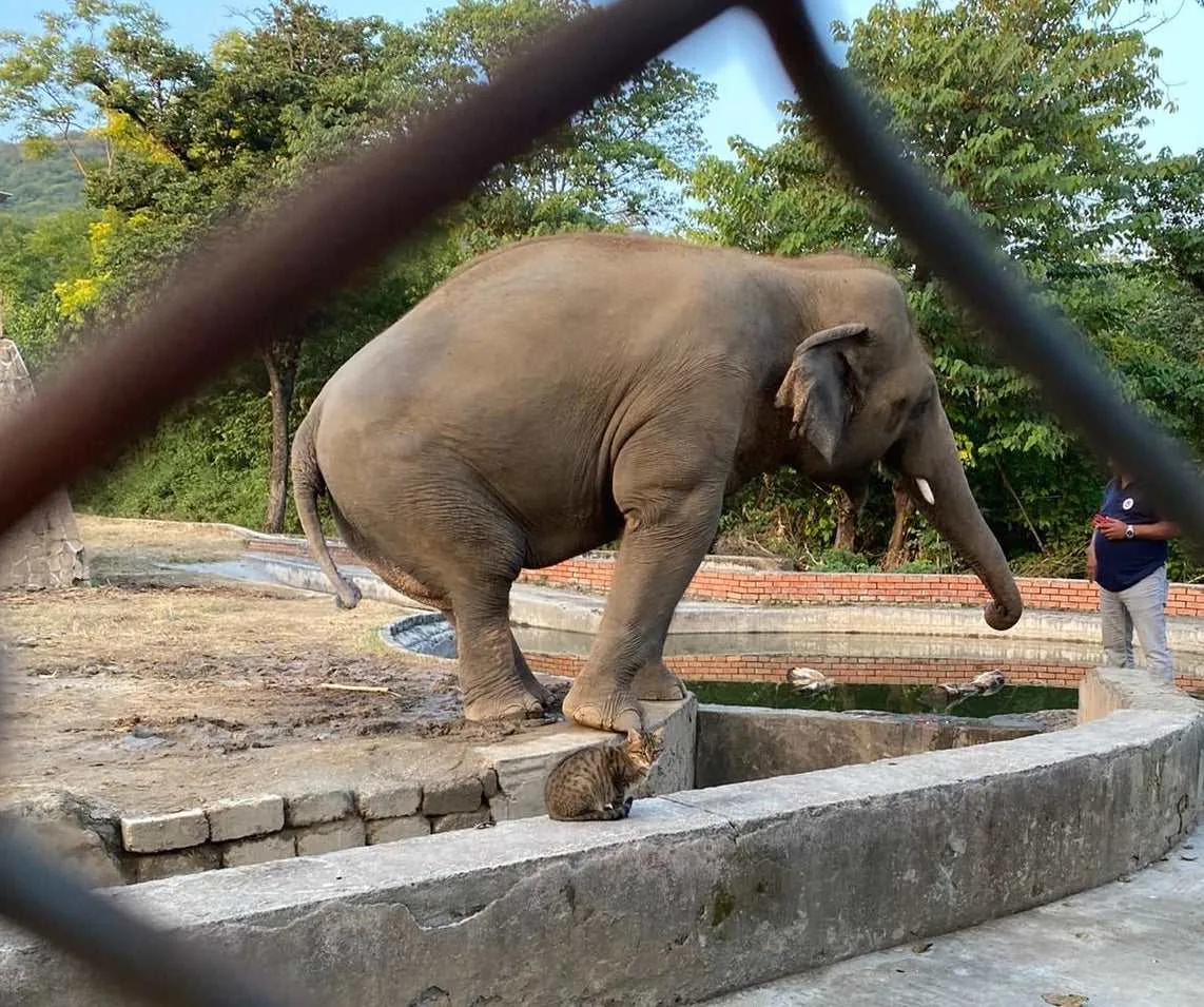 Kavaan nello zoo di Islamabad, accanto a lui un gatto Kavaan nello zoo di Islamabad, accanto a lui un gatto