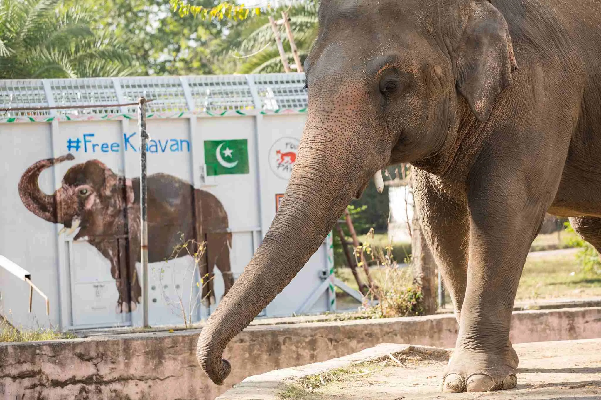 Kavaan, l'elefante solitario