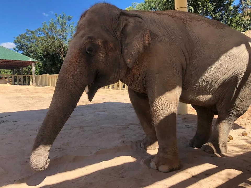 Kavaan libero e felice nel santuario degli animali in Cambogia Kavaan libero e felice nel santuario degli animali in Cambogia