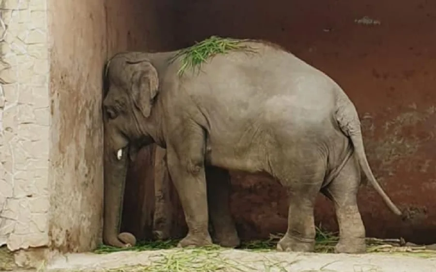 Kavaan con la testa contro il muro nello zoo di Islamabad Kavaan con la testa contro il muro nello zoo di Islamabad