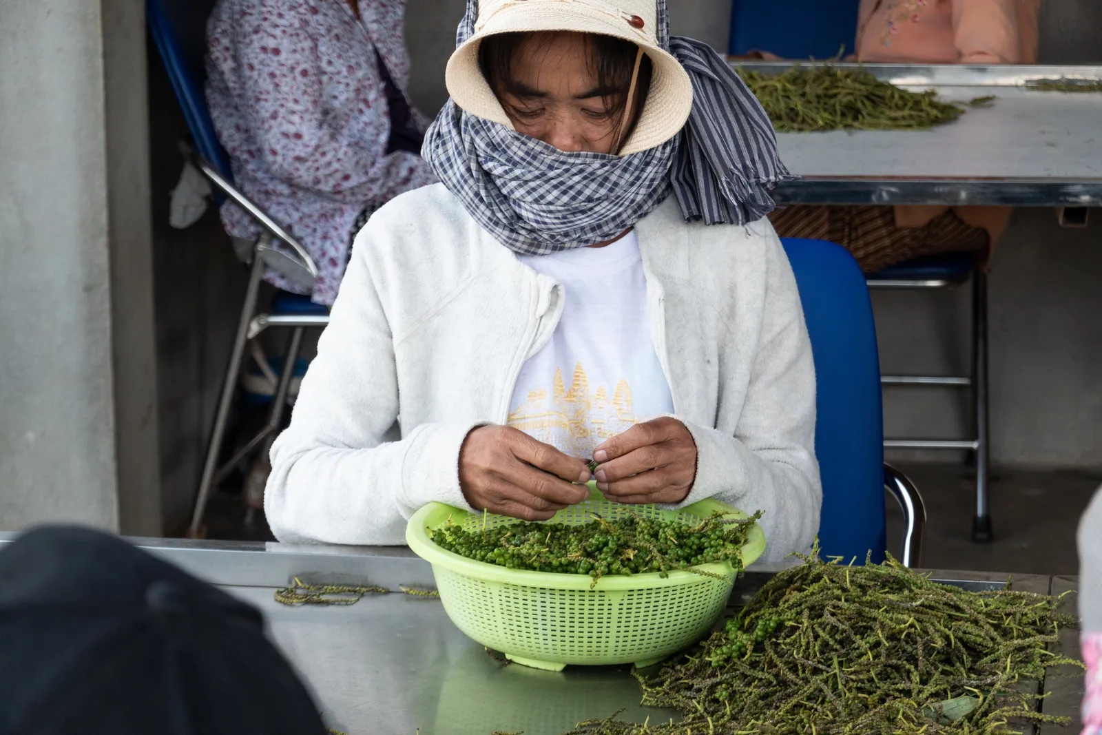 La selezione dei grappoli di pepe verde Le mani delle lavoranti selezionano i grappoli di pepe verde di Kampot in Cambogia