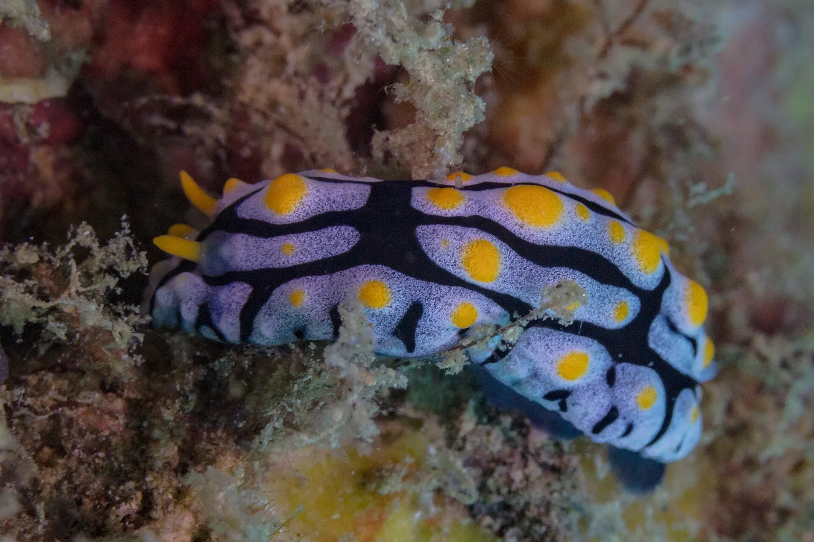 Nudibranco Phyllidia varicosa sui coralli, tra le specie di molluschi marini osservabili facendo diving in Cambogia