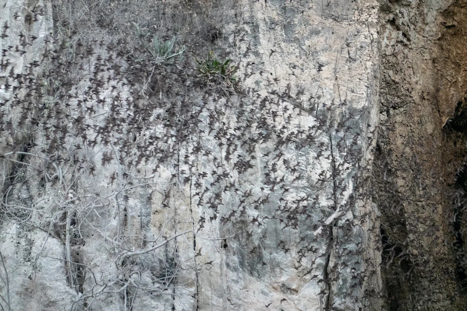 Nuvolette di pipistrelli che si alzano dalla parete rocciosa delle grotte di Phnom Sampov a Battambang, Cambogia