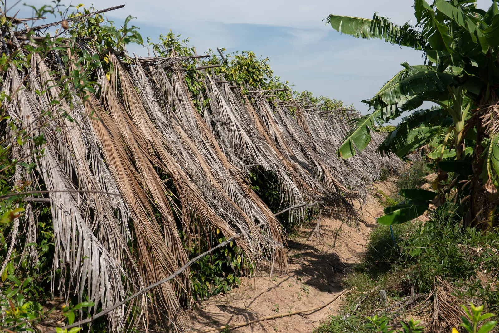 Fattorie del pepe di Kampot: tour, degustazioni e consigli