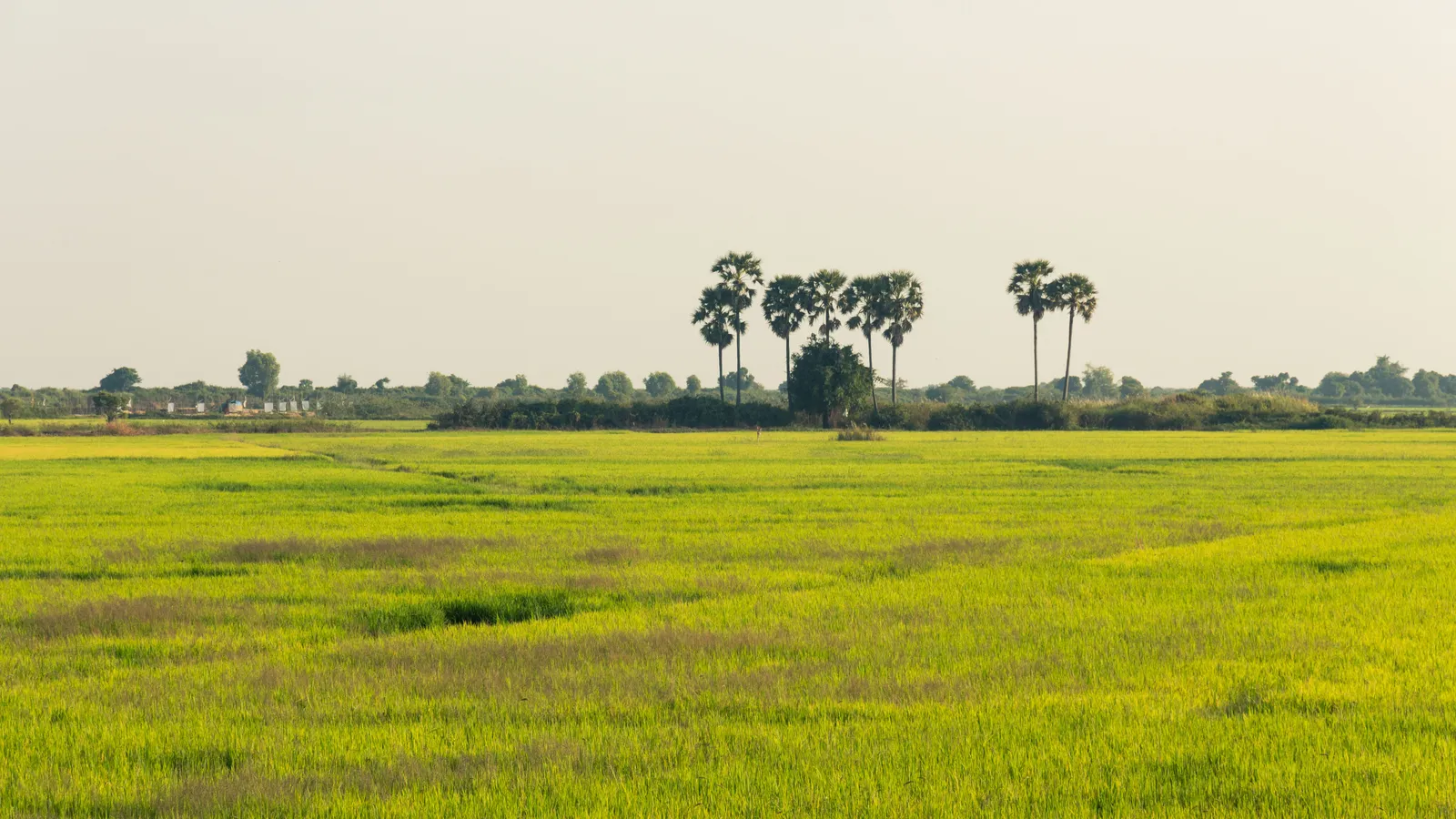 Le risaie verdi vicino a Siem Reap durante la stagione delle piogge, dopo la semina del riso
