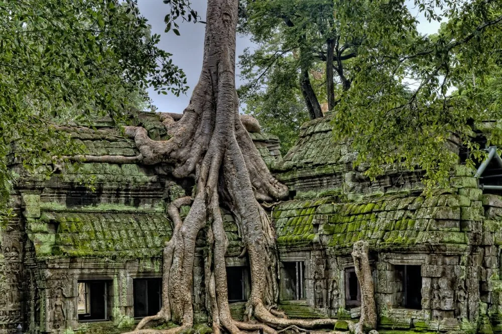 Grande albero che affonda le radici nel tempio Ta Prohm