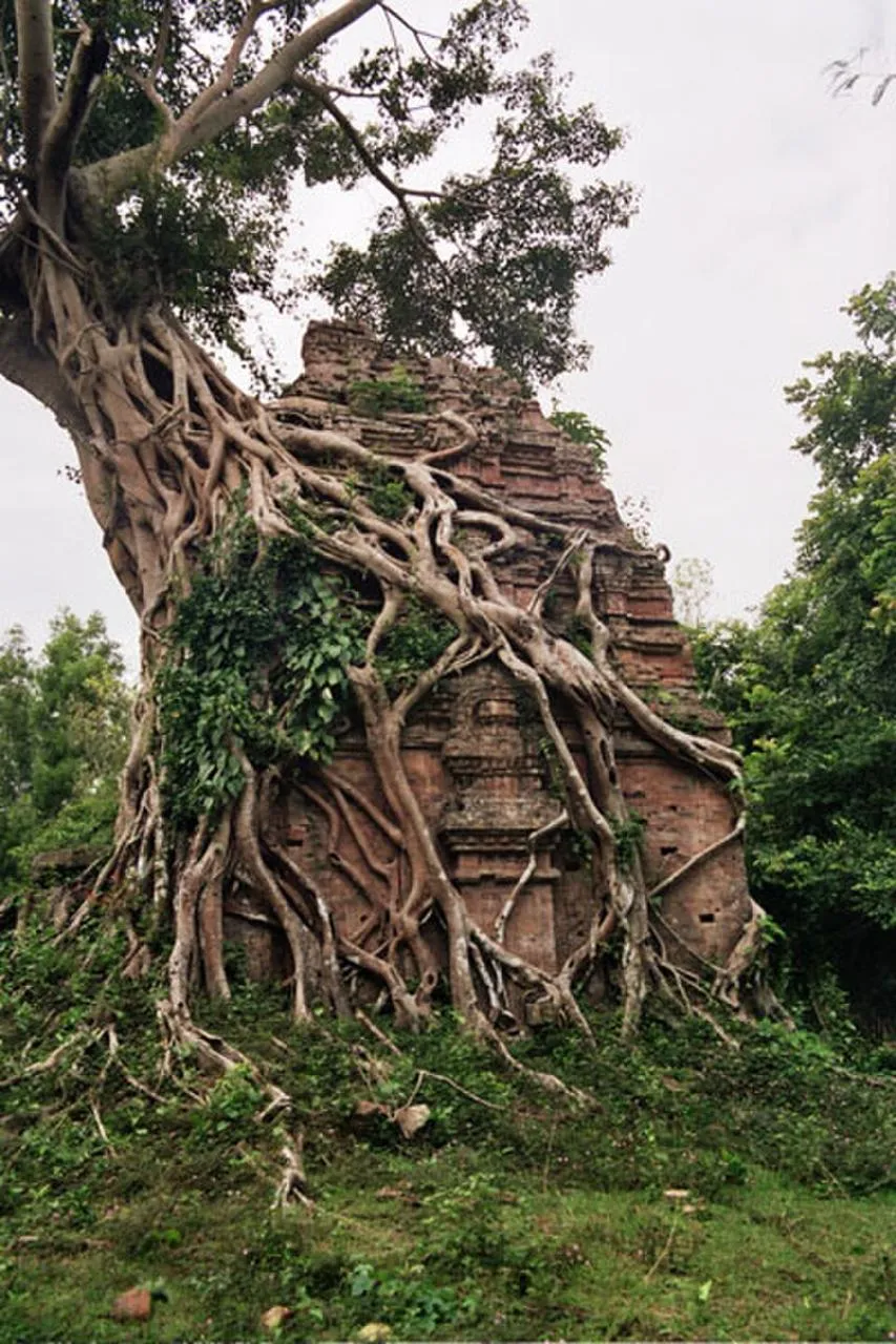 Torre di mattoni avvolta dalle radici di un albero a Sambor Prei Kuk Una torre di mattoni pre-angkoriani avvolta dalle radici di un grande albero nel sito di Sambor Prei Kuk, in Cambogia