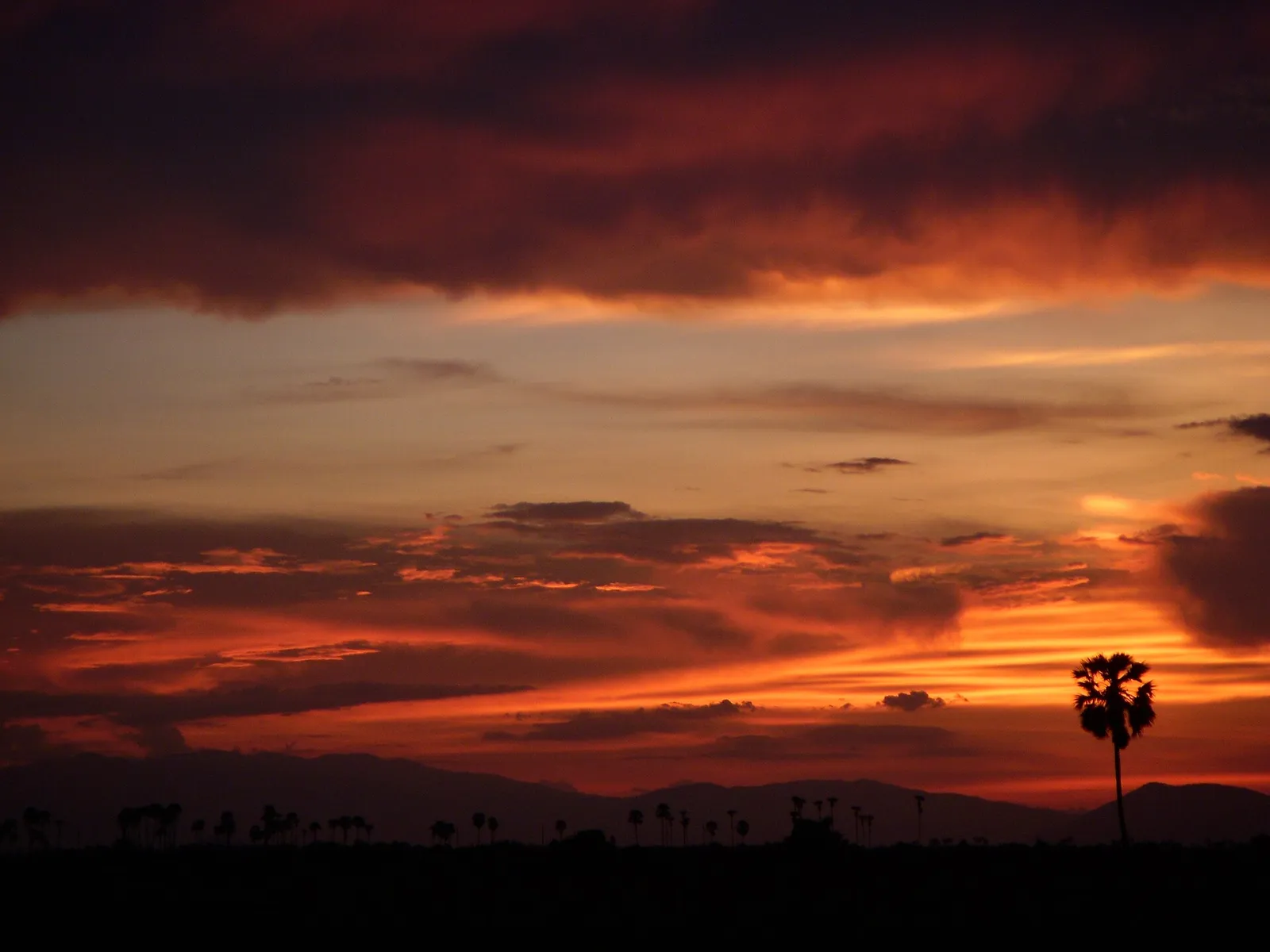 Tramonto sui Monti Cardamomi Tramonto rosso acceso sui Monti Cardamomi in Cambogia con la sagoma di una palma da zucchero