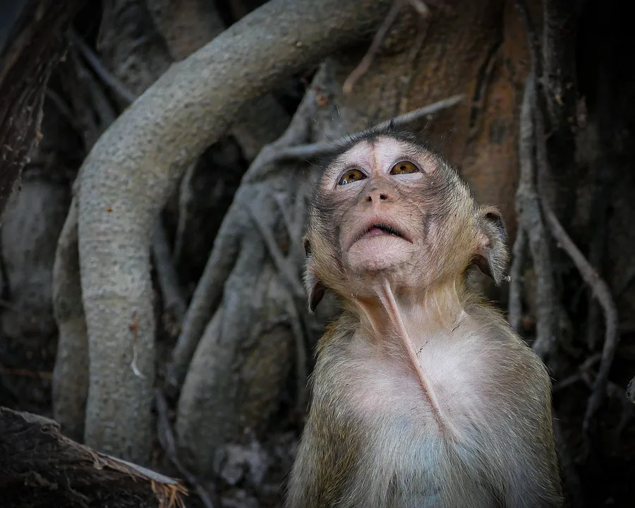 Santuario della Fauna Selvatica di Phnom Tamao una scimmietta