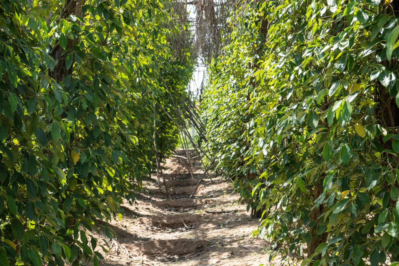 Il viale tra le piante di pepe di La Plantation Il viale tra le file di piante di pepe di La Plantation, fattoria di Kampot in Cambogia