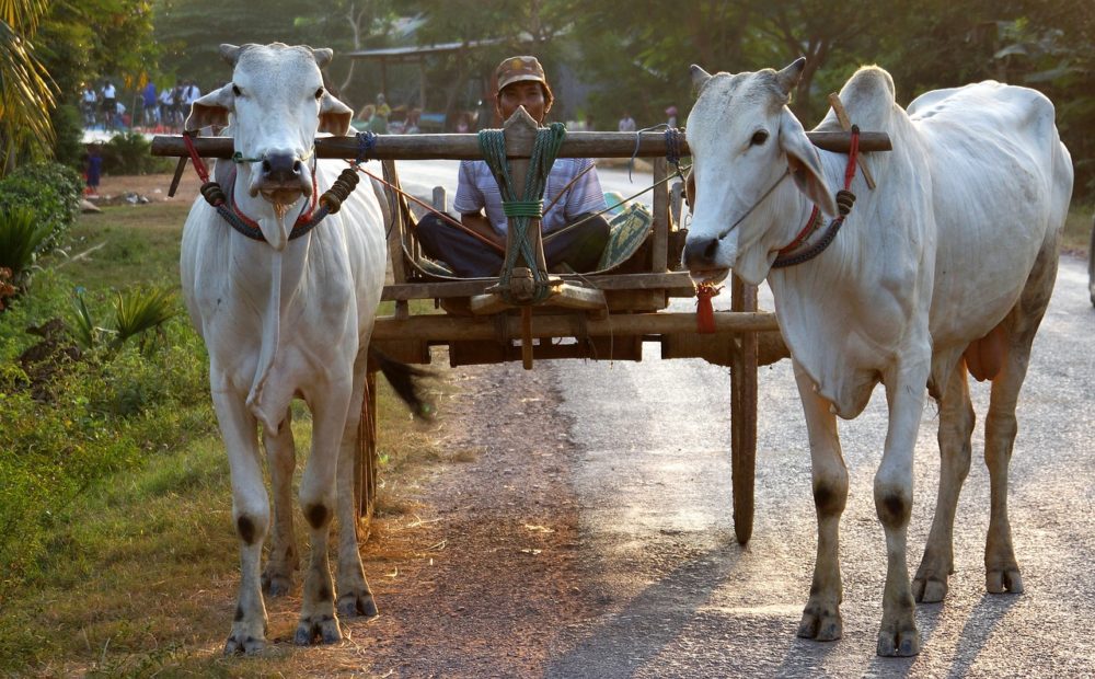 vacanze in cambogia: carro trainato da buoi
